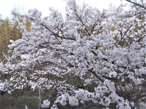 桜　お花見　３月