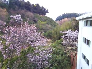 桜　お花見　３月