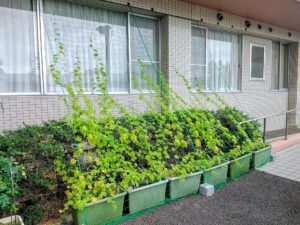 ゴーヤ　グリーンカーテン